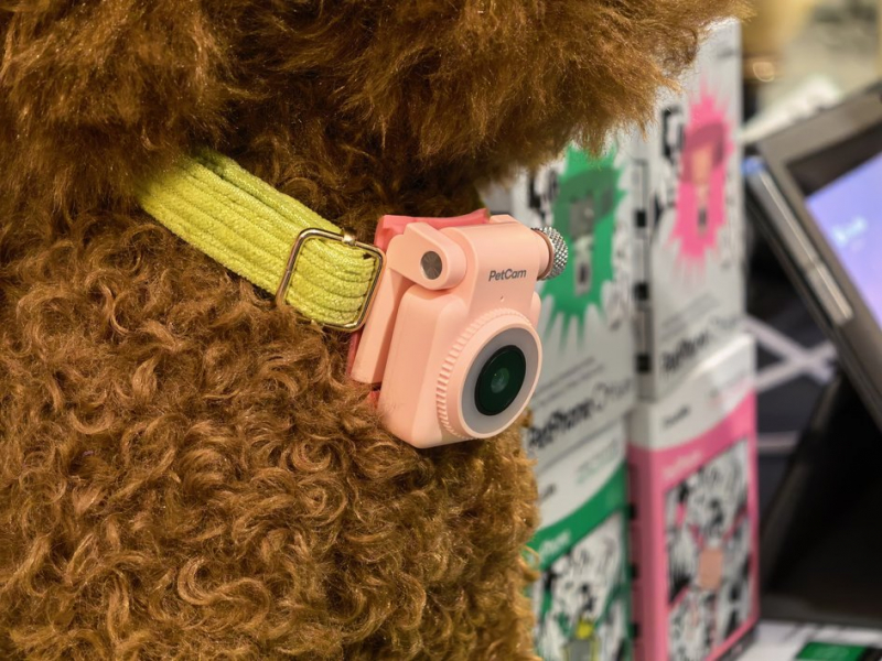 PetCam на шее