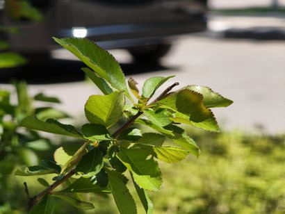 Xiaomi 17T Pro