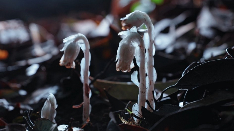Monotropa uniflora («цветок подземного мира»)